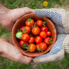 Savez-vous Planter Chez Nous, la fine fleur du jardinage collaboratif